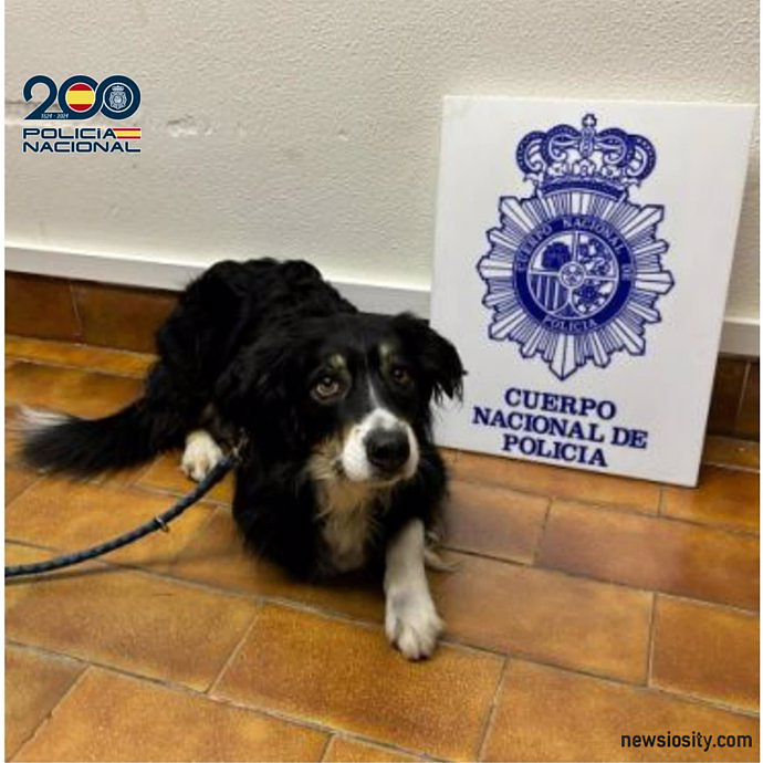 Die Nationalpolizei verhaftet einen Mann in Saragossa, weil er deutschen Touristen einen Hund gestohlen hat