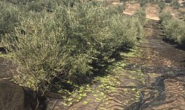 Drei Häftlinge derselben Familie in Adamuz (Córdoba) werden beschuldigt, Ausländer bei der Olivenernte ausgebeutet zu haben