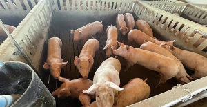ITACyL sucht nach natürlichen Lösungen zur Verbesserung der Gesundheit von Schweinen